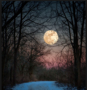 full moon in the woods